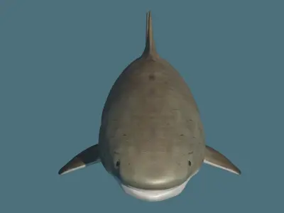 Shark 3D model Low-poly 3D model