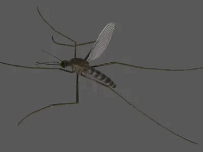 Mosquito Common House 3D model