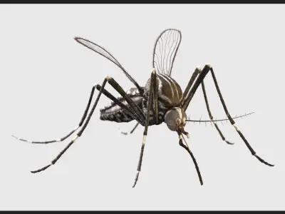  Aedes Aegypti - Mosquito 