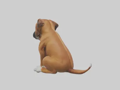 Sitting Boxer model Low-poly 3D model