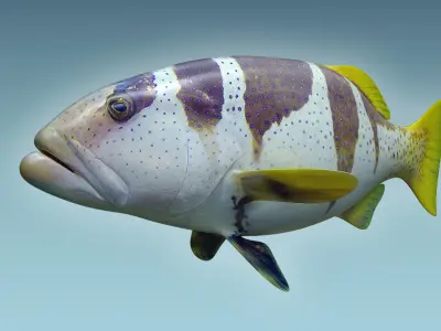Plectropomus Laevis 3D model