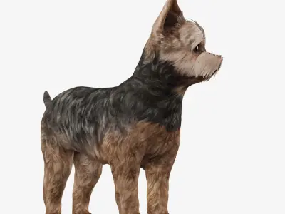 Dog Yorkshire Terrier Low-poly 3D model