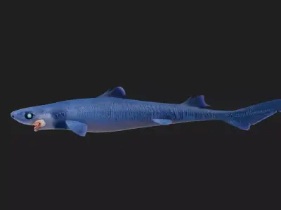 Cookiecuttershark Low-poly 3D model