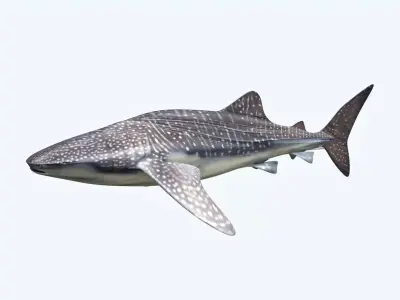 Whale Shark 3D model get