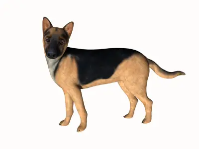 German Shepherd Low-poly 3D model