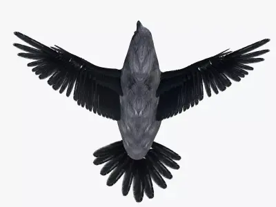 Raven bird rigged 3d model Low-poly 3D model