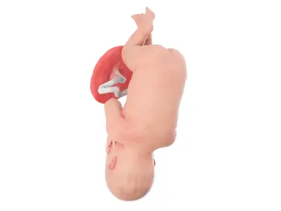  Fetus Anatomy Week 42 Animated 