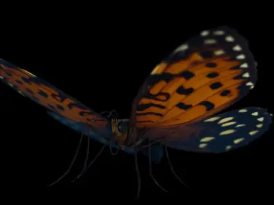 Butterfly Low-poly 3D model 2