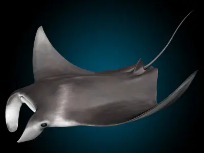 Manta Ray 3D model shop