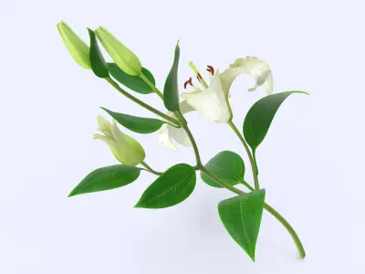  White Lily 