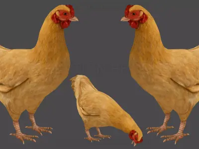 Hen chicken Animated Low-poly 3D model
