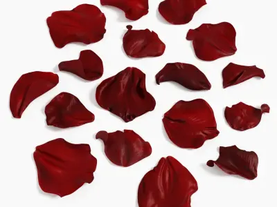 Rose Petals Extended Rebuild 3D model