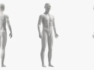 Male Acupuncture Mannequin 3D model
