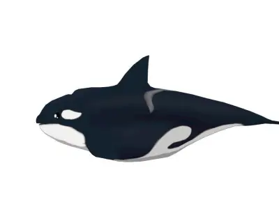 Killer whale Low-poly 3D model buy
