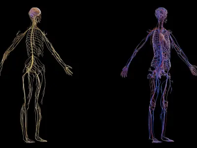  Human Complete Anatomy Asian Female 