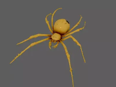 Spider 3D model 21