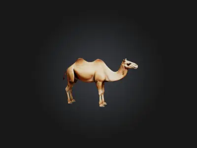 Realistic Camel Model Low-poly 3D model