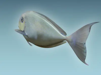 Pale Fish 2 3D model
