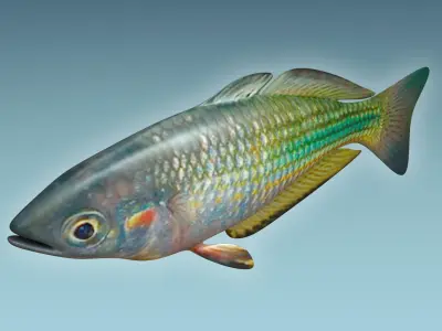 Rainbow Fish 3D model