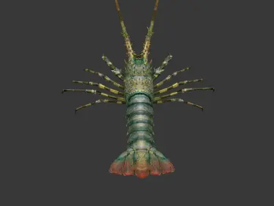 lobster    Australian lobster Low-poly 3D model