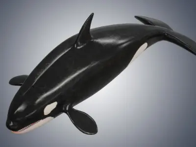 Killer Whale  Low-poly 3D model