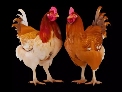Chicken 3D model purchase