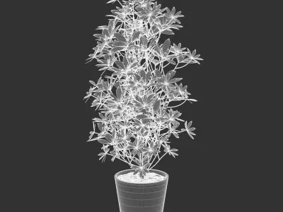  Nora Dwarf Umbrella Tree Potted Plant Model 