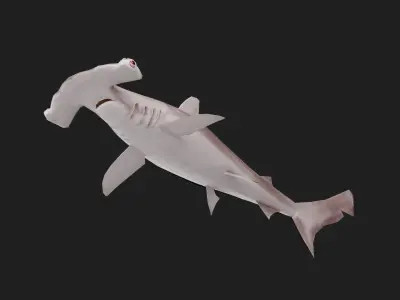 Shark Low-poly 3D model 16
