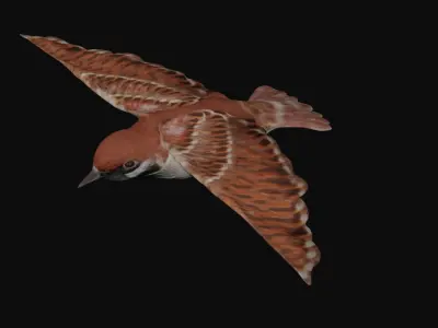 Sparrow bird fully rigged and low poly Low-poly 3D model