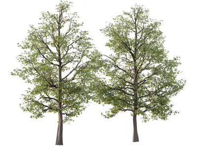 Mountain Ash Tree 19 3D model