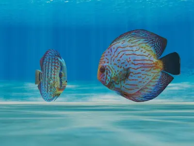 Discus Fish 3D model purchase