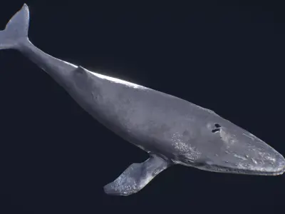 Whale Animated and Rigged Low-poly 3D model