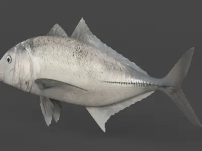 Trevally Fish 3D model purchase