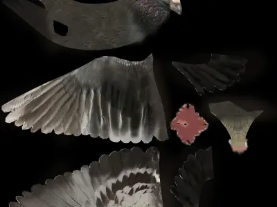 Dove 3d rigged model 3D model