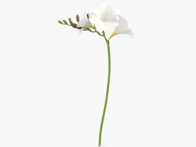  Freesia - White 