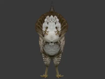 Tympanuchus cupido Low-poly 3D model
