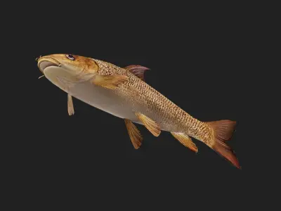 Barbel Low-poly 3D model