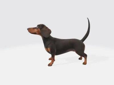 Dachshund Dog 3D Model - Animated 3D model
