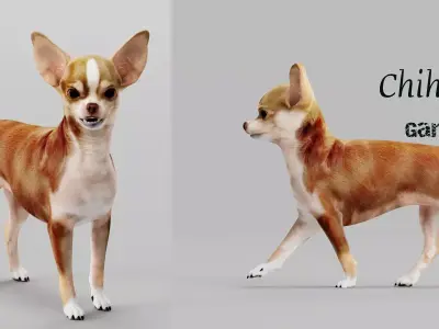 Chihuahua Dog Free 3D model