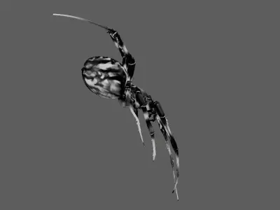 Spider 3D model 14