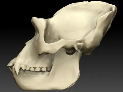 Ape Skull Scan 3D model