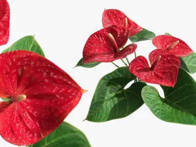 Anthurium Tropical Houseplant with Leaves Red 3D model