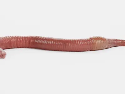  Earthworm Rigged 