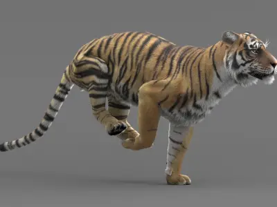  Tiger Rigged Maya 