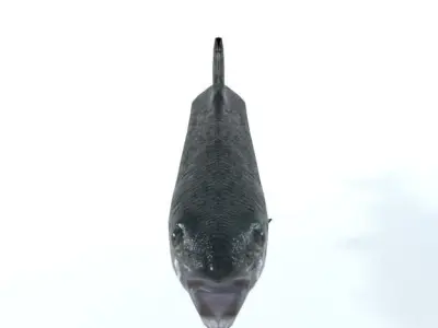 Trout sockeye salmon Low-poly 3D model