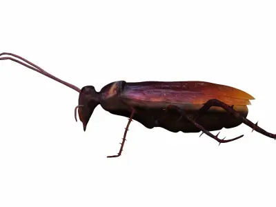 Home Cockroach Low-poly 3D model