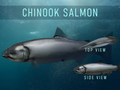 Chinook Salmon Low-poly 3D model