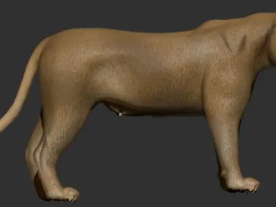 Lioness lion 3D model purchase