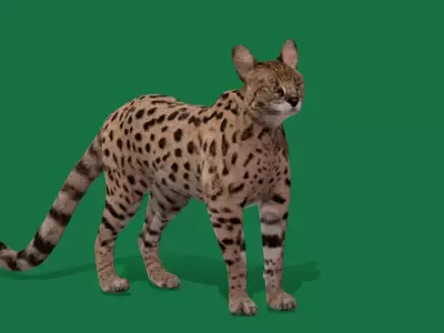 Savannah Cat Free low-poly 3D model