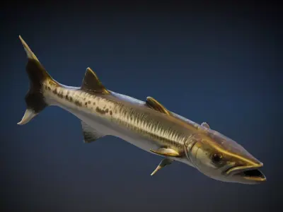 Barracudas 3D model purchase